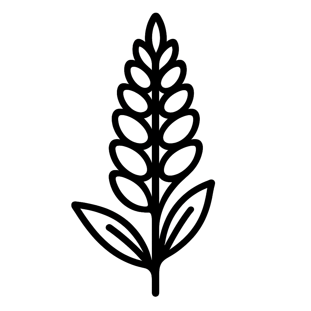 Lupinen-Samen