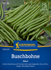 Buschbohne Maxi