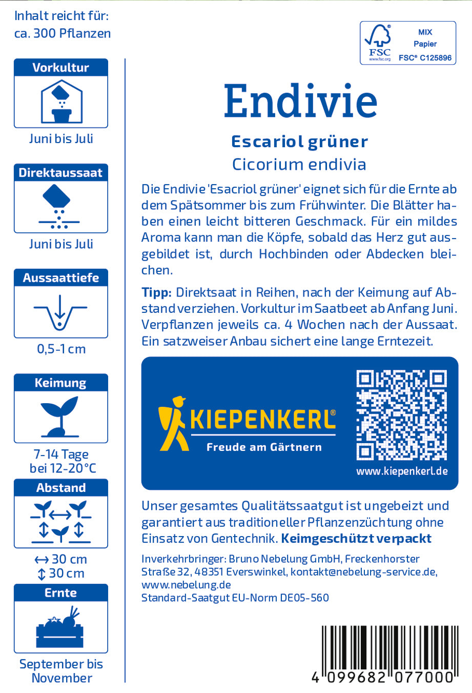 Endivie Escariol grüner