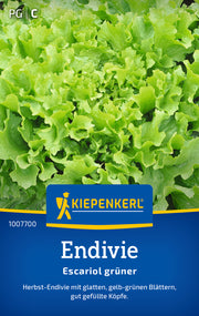 Endivie Escariol grüner