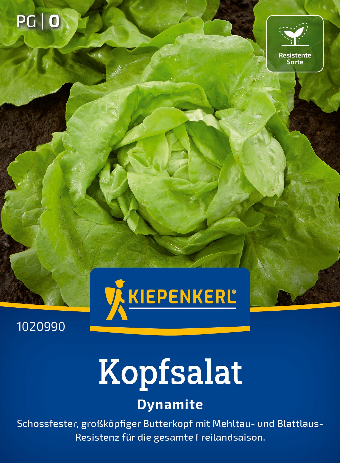 Kopfsalat Dynamite