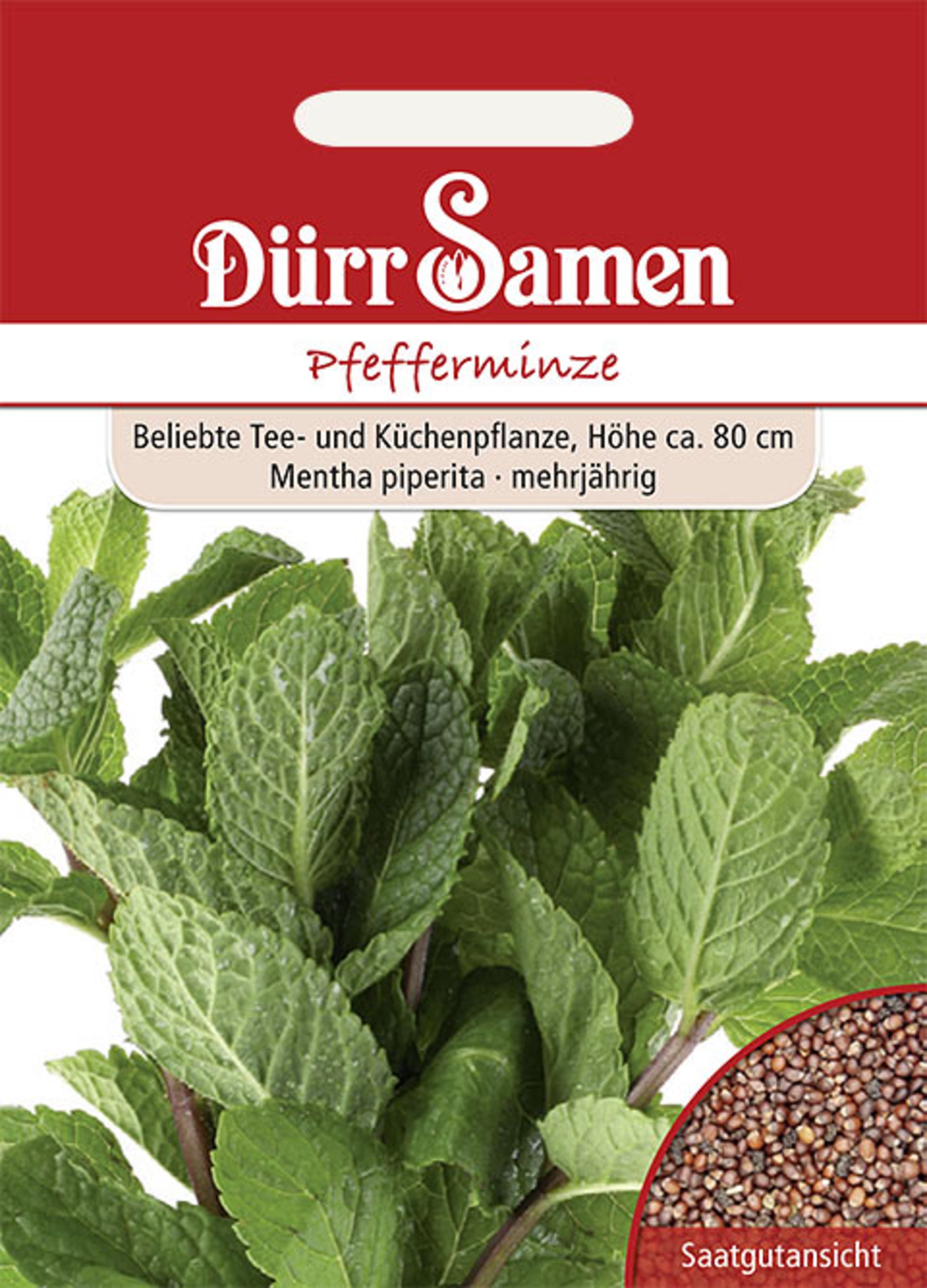 Pfefferminze