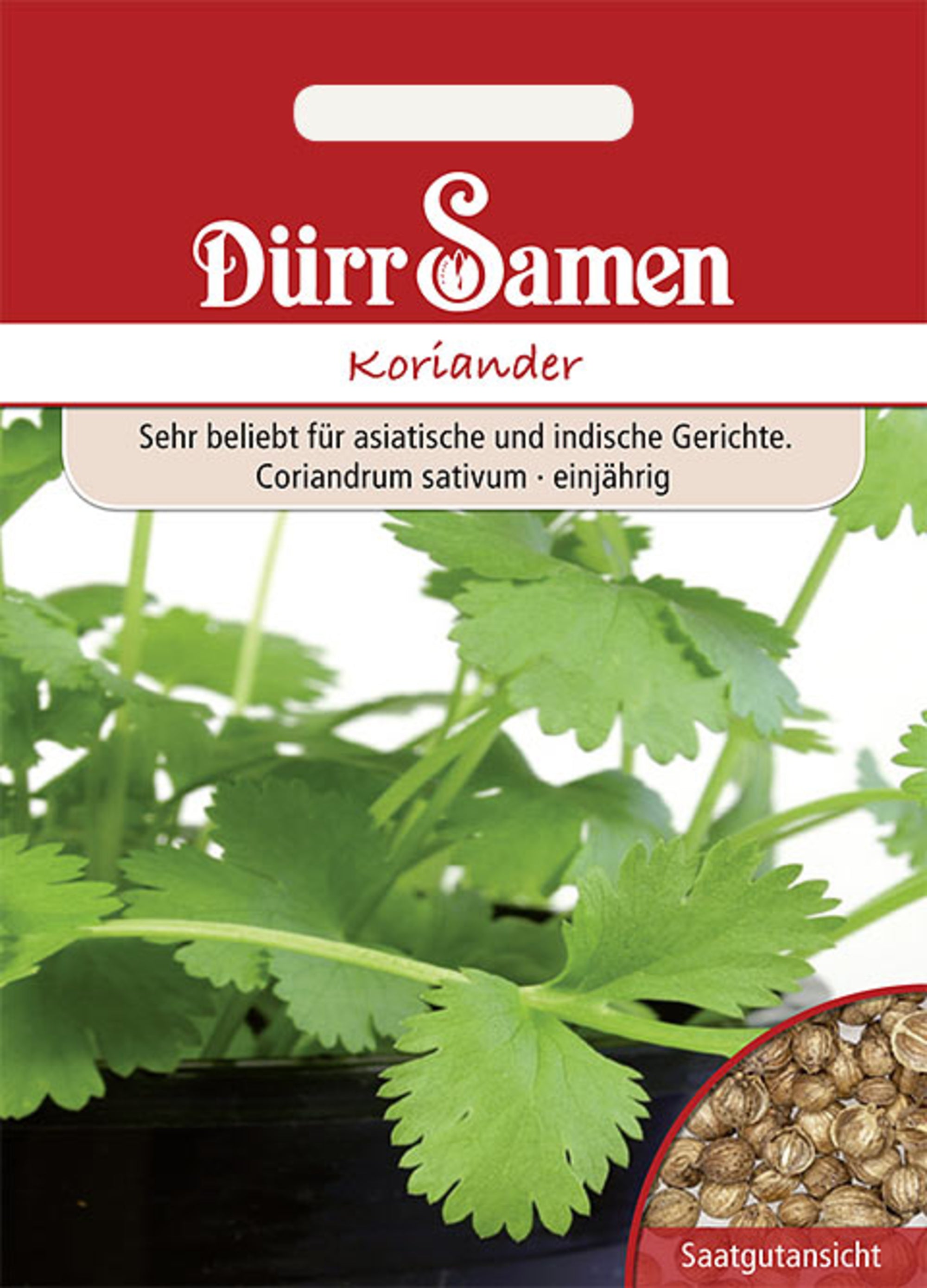 Koriander