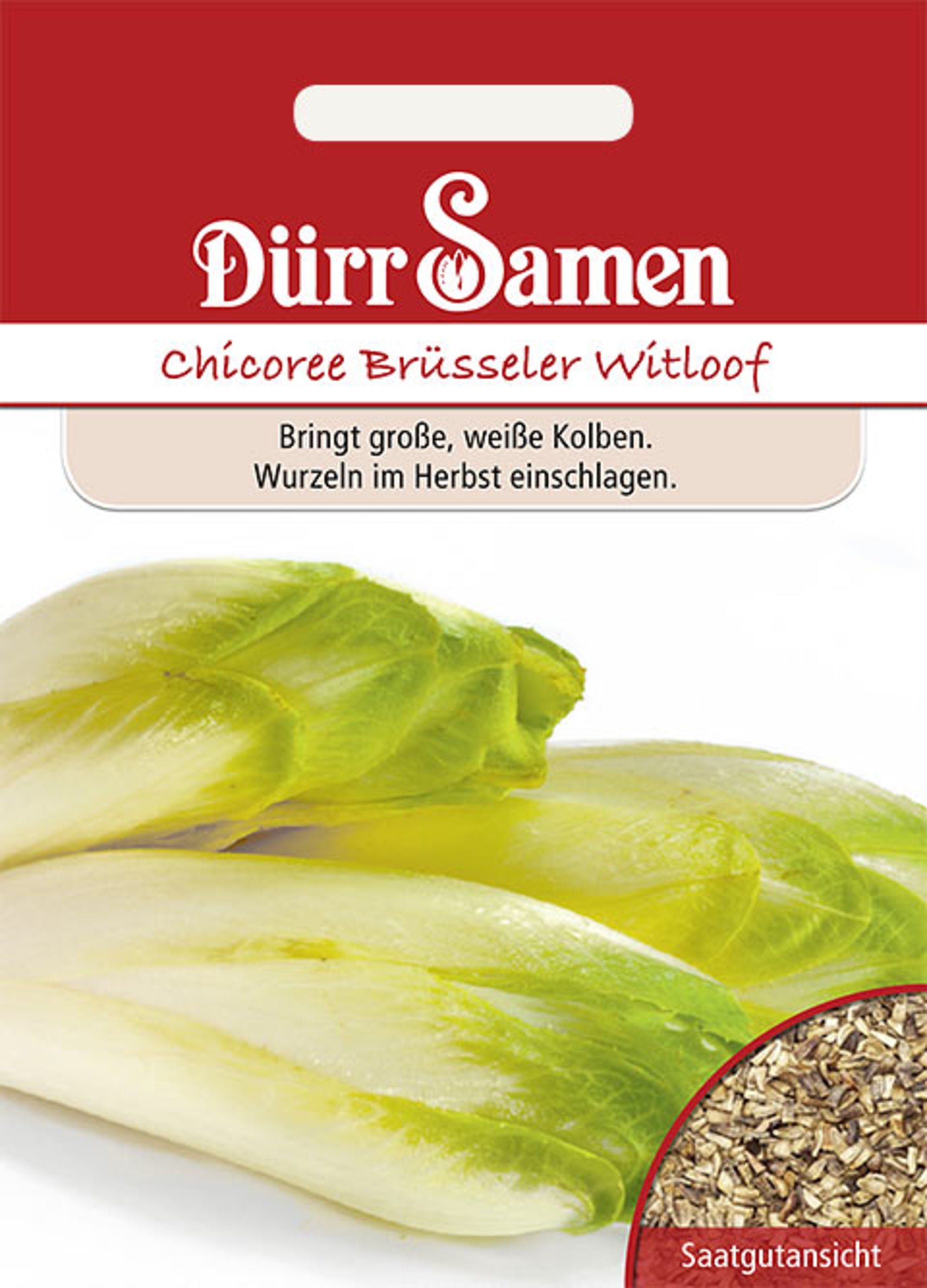 Chicoree Brüsseler Witloof