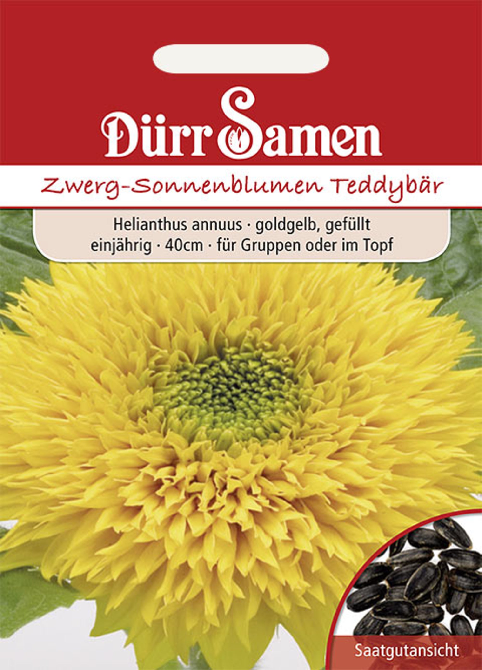 Sonnenblume Teddybär goldorange gefüllt einjährig 40 cm