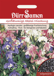Großblumige Akelei Mischung mehrjährig 75 cm