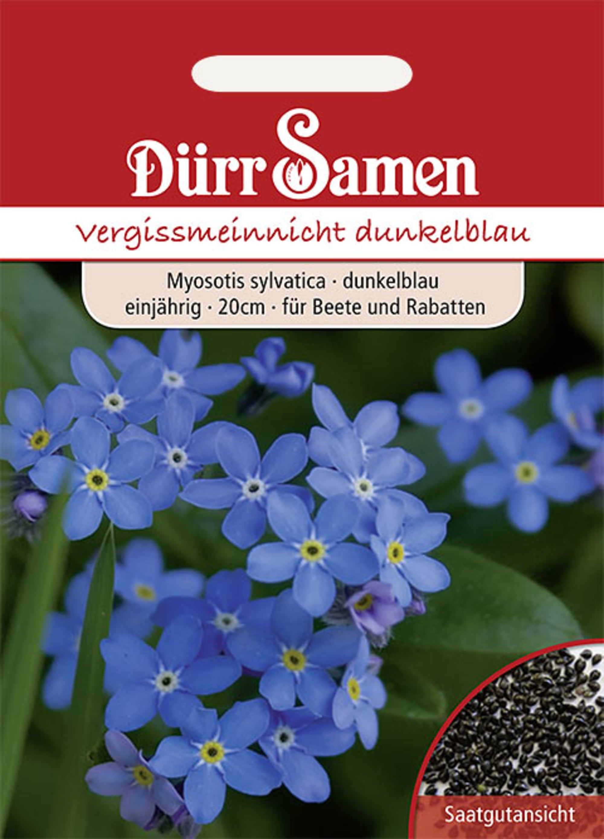 Vergissmeinnicht Blau einjährig 20 cm