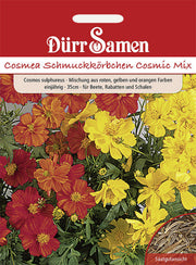 Cosmea Cosmic Mix gelb rote orange Töne einjährig 35 cm
