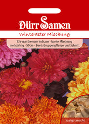 Winteraster Mischung Chrysanthemum indicum