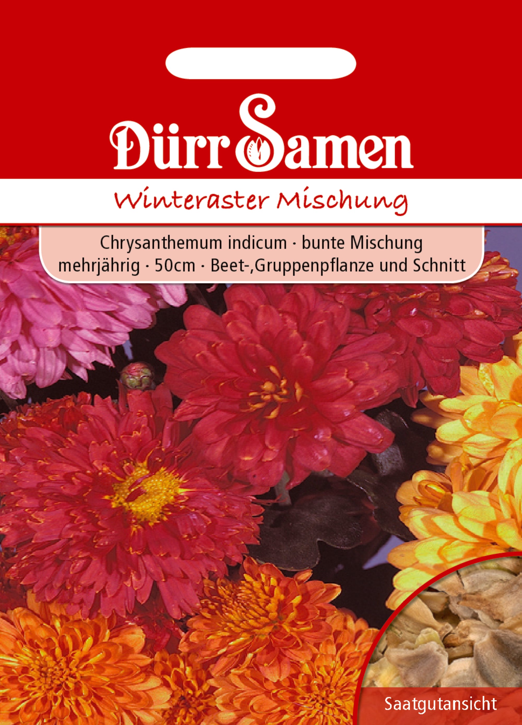 Winteraster Mischung Chrysanthemum indicum