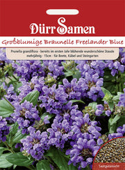 Prunella Braunelle blau gefärbte Blüten mehrjährig 15 cm