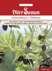 Olivenbaum/Ölbaum