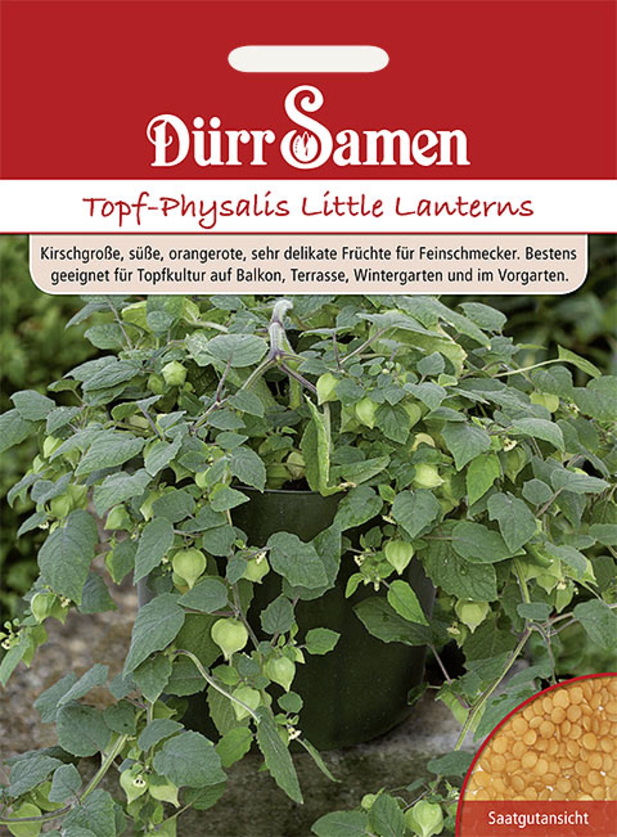 Topf-Physalis Little Lanterns