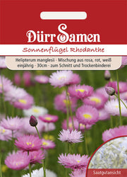 Sonnenflügel einjährig 30 cm