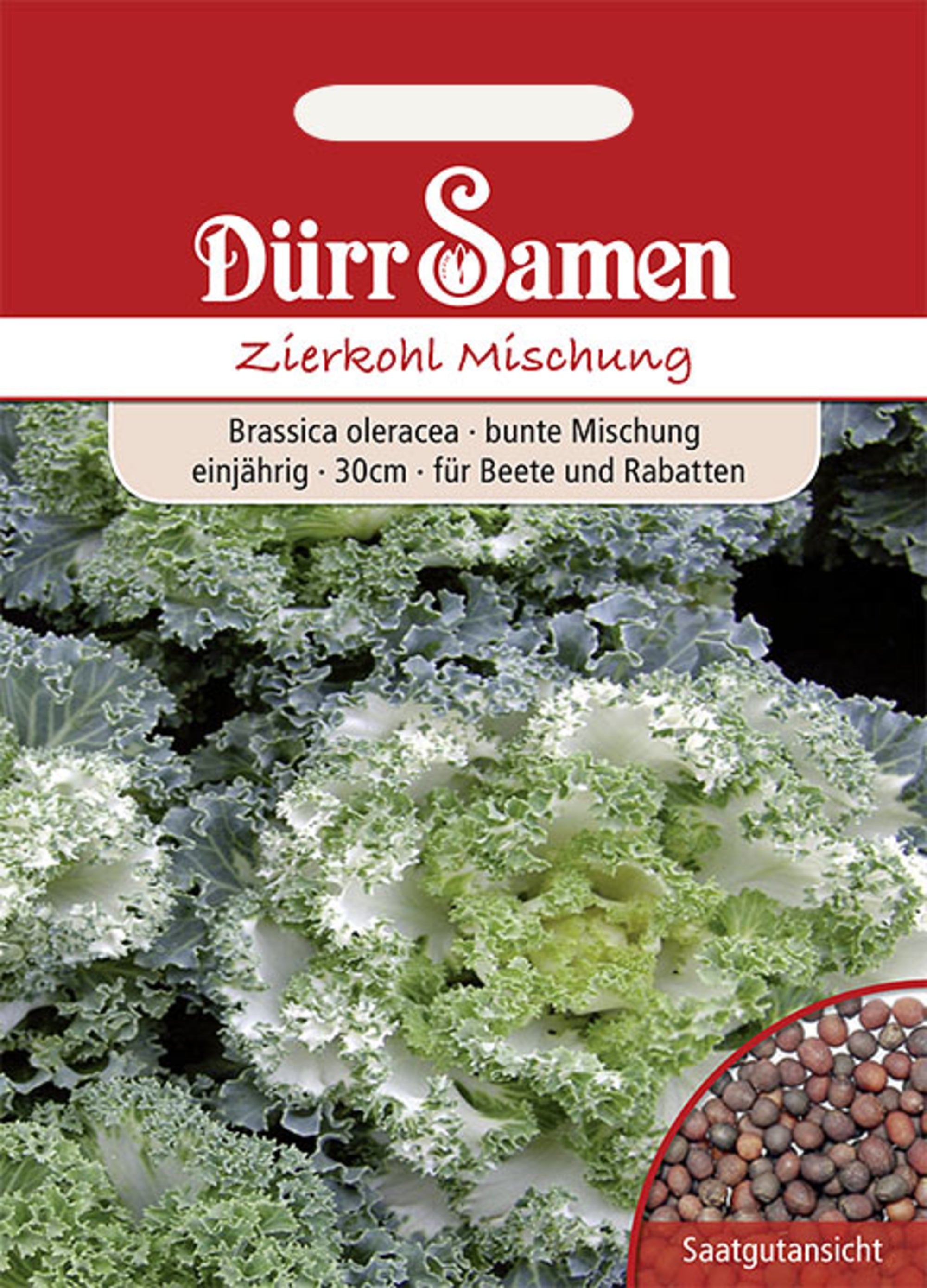 Zierkohl Bunte Mischung einjährig 30 cm