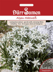 Alpen-Edelweiß grau weiße sternartige Blüten mehrjährig