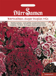 Bartnelke Super Duplex Mix zweijährig 50-60 cm