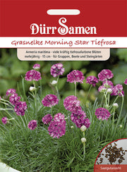 Grasnelke Morning Star gelb mit Auge zweijährig 20 cm