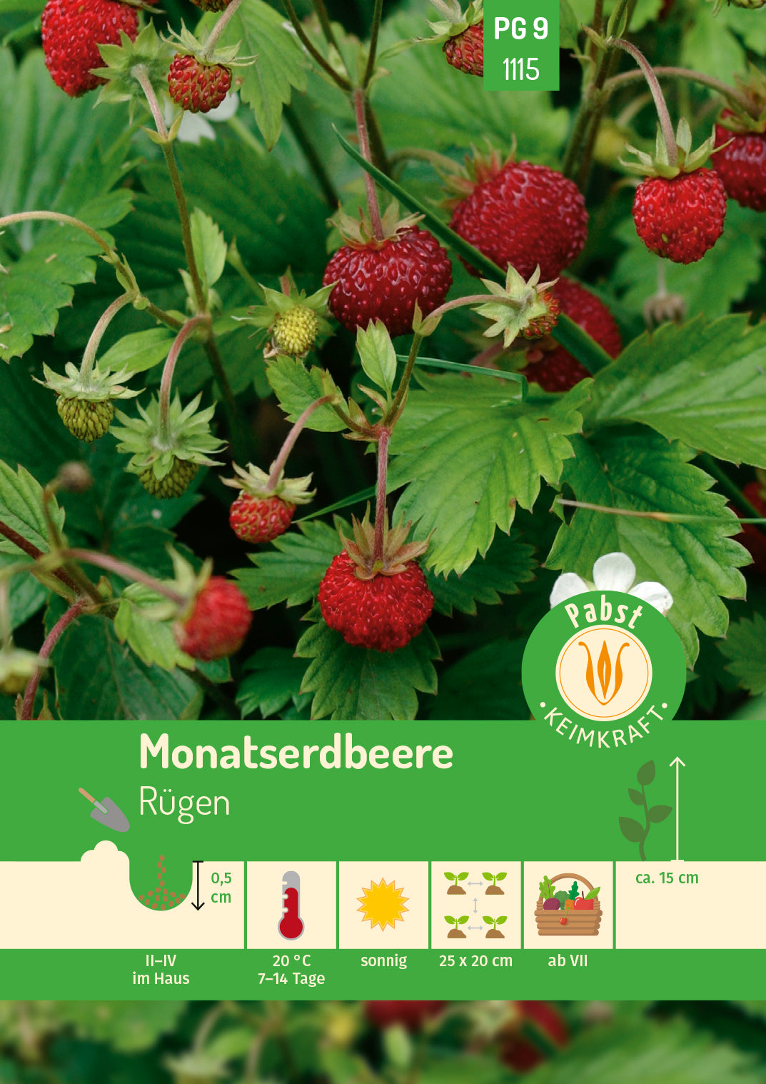 Monatserdbeere Rügen