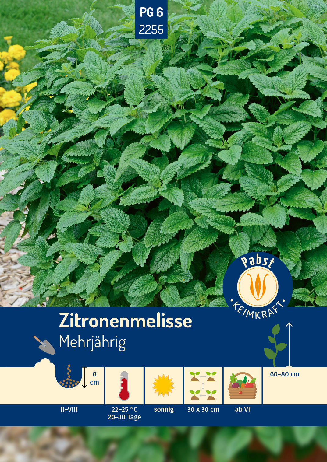 Zitronenmelisse ausdauernd & aromatisch