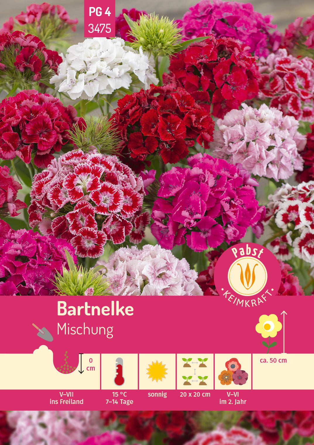 Bartnelke Mischung