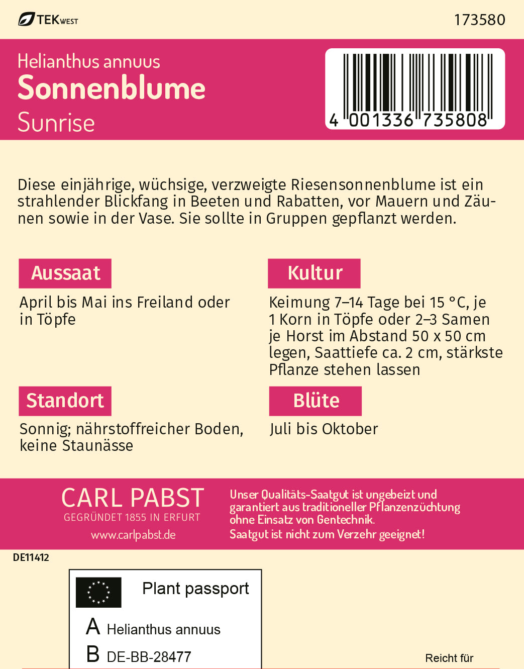 Sonnenblume Sunrise