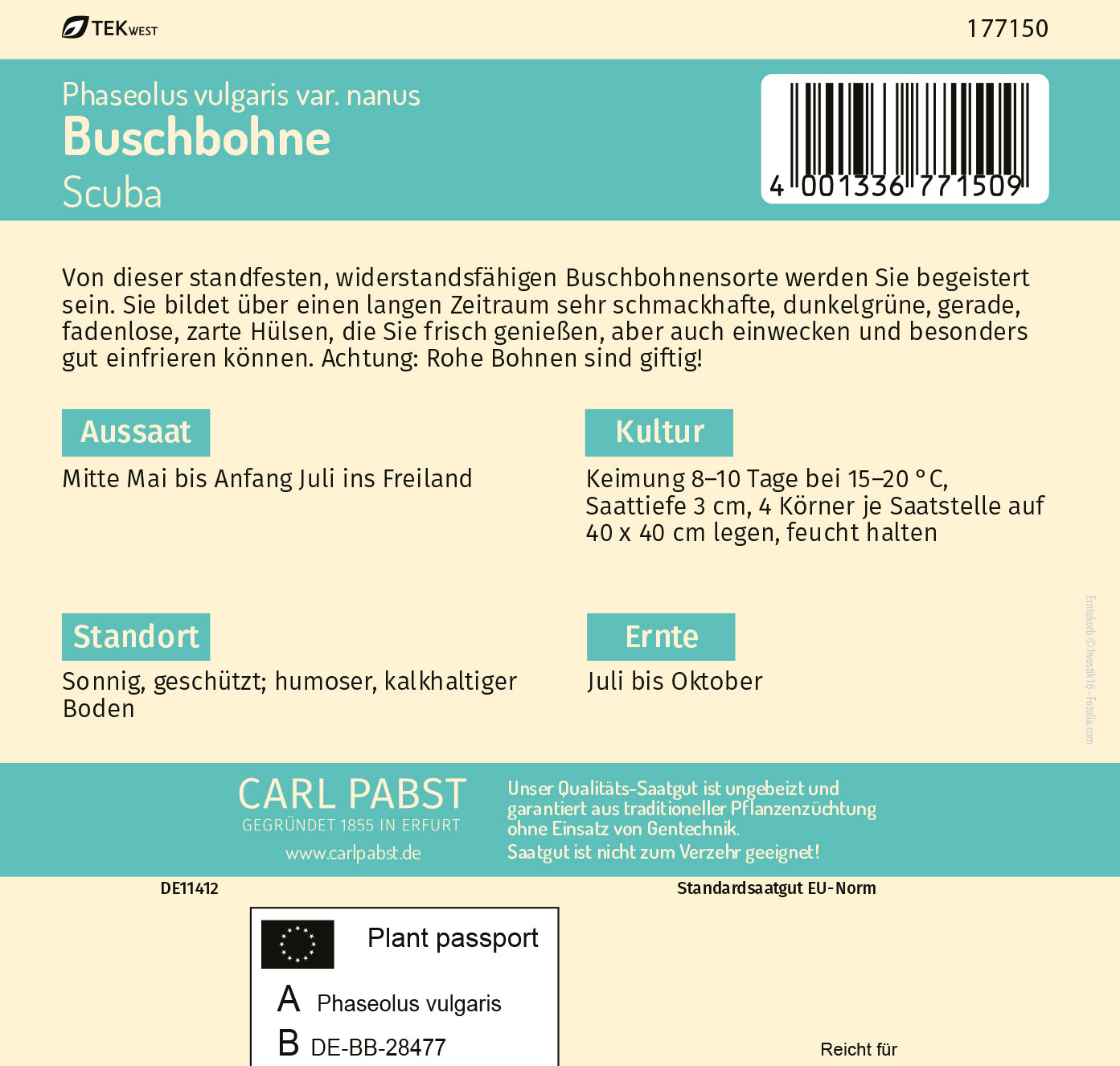 Buschbohne früh & dunkelgrün Scuba
