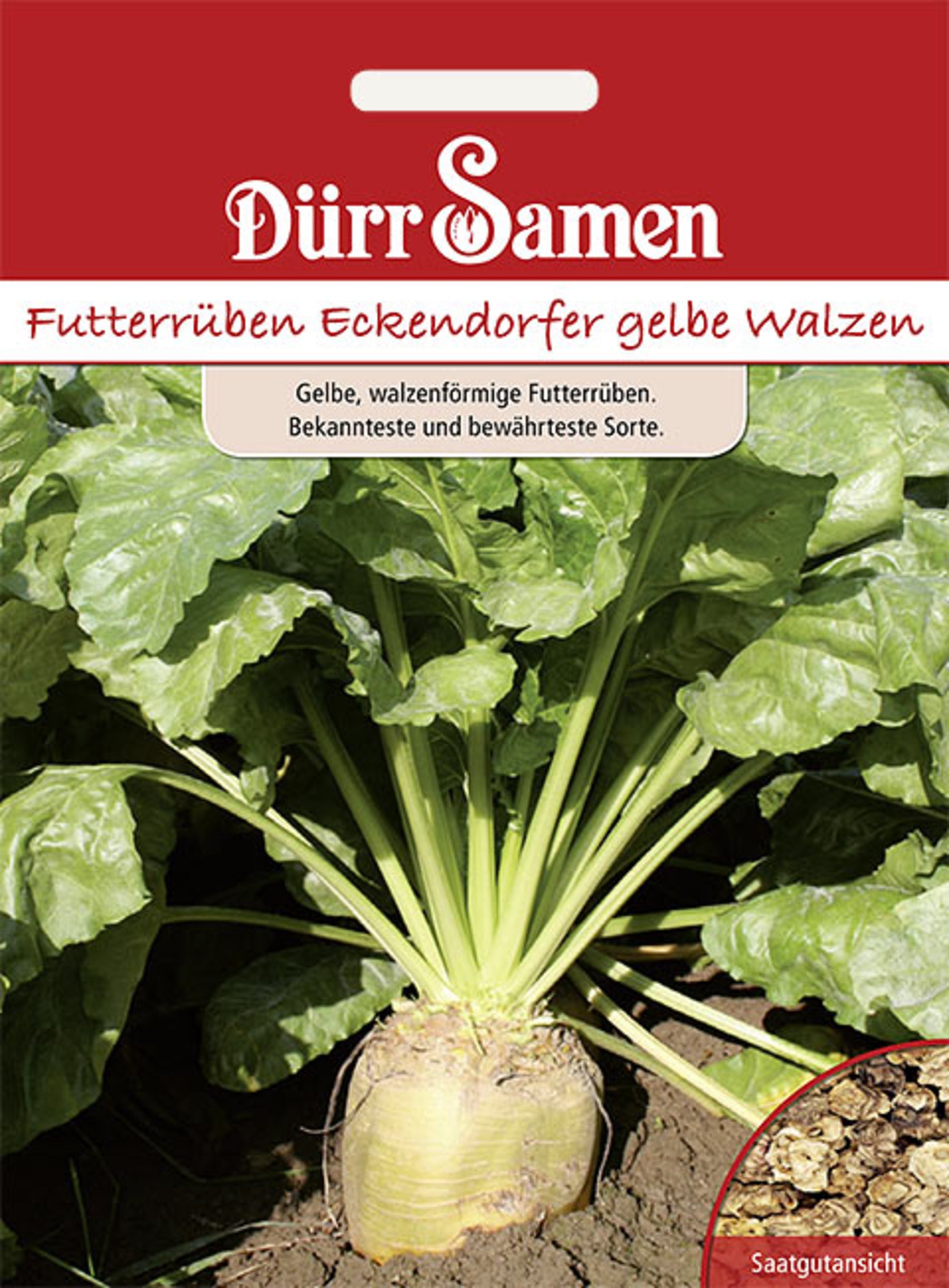 Futterrüben Eckendorfer gelbe Walzen