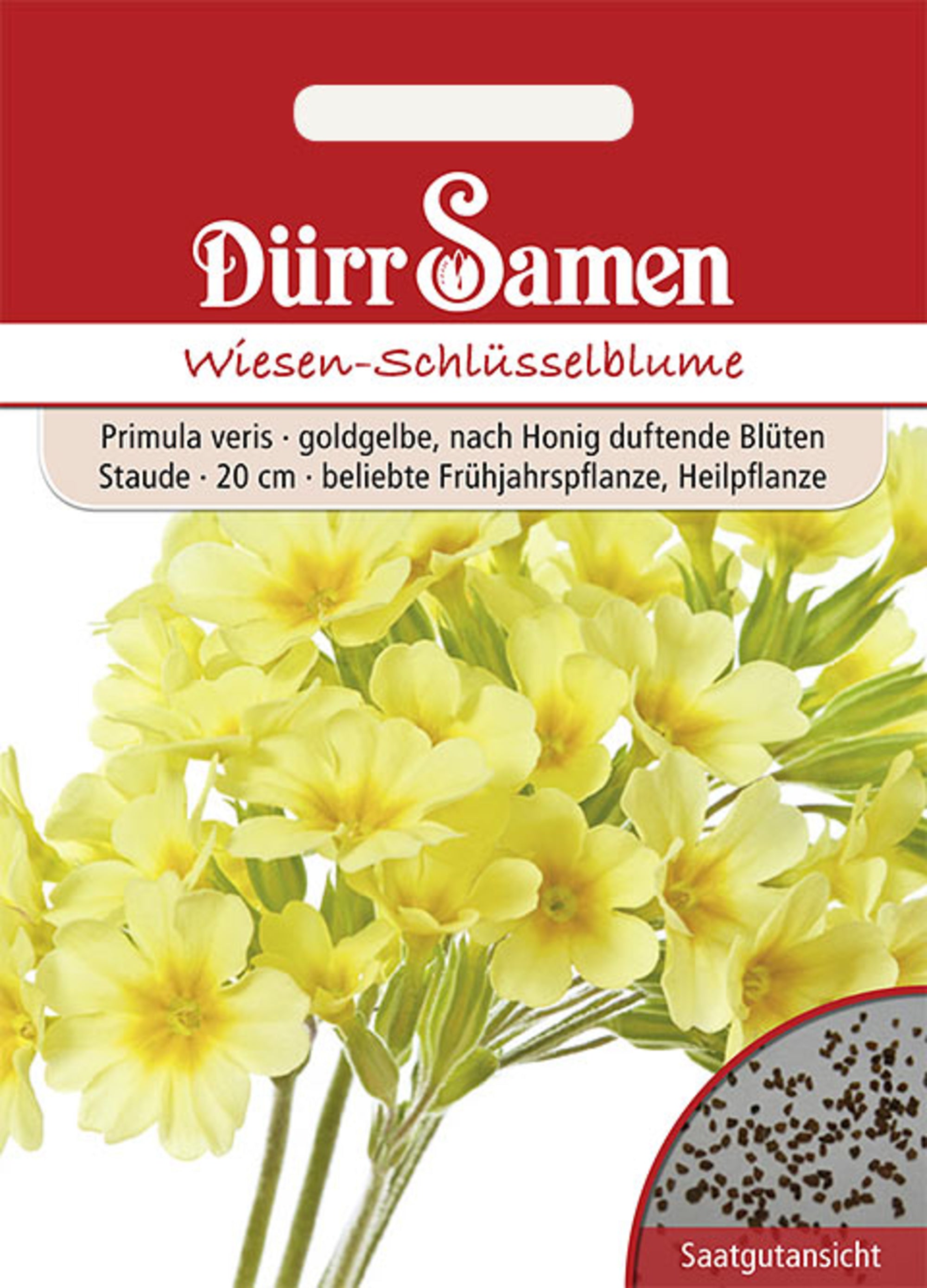 Wiesen-Schlüsselblume goldgelbe nach Honig duftende Blüten mehrjährig 20 cm