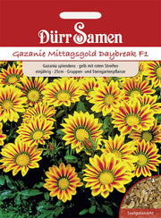Gazanie Mittagsgold Daybreak F1