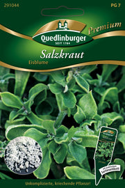 Salzkraut Eisblume