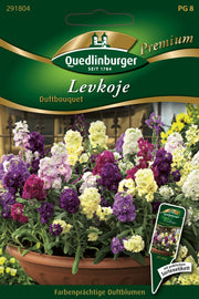 Levkojen Duftbouquet