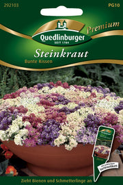 Steinkraut bunte Kissen