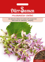 Muskateller-Salbei