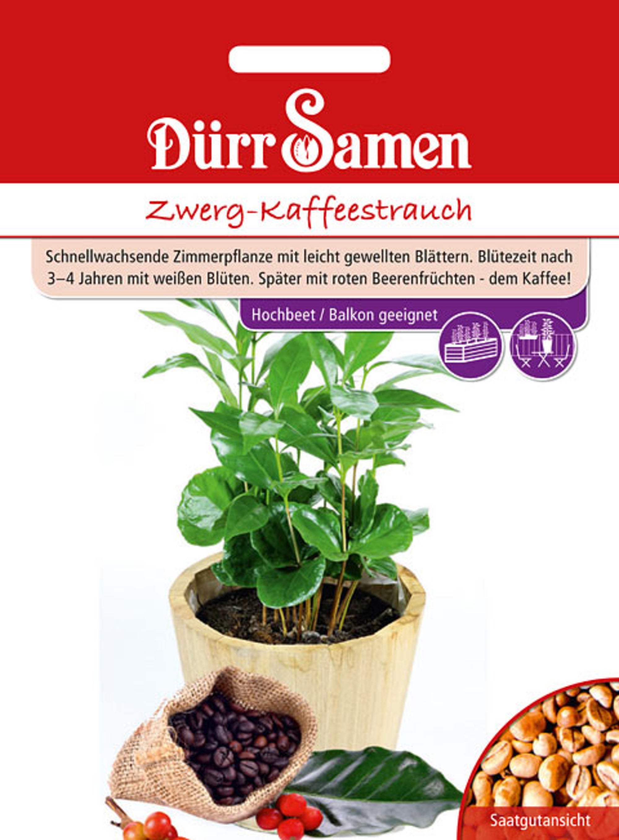 Zwerg-Kaffeestrauch