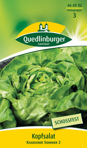 Kopfsalat Kagraner Sommer 2