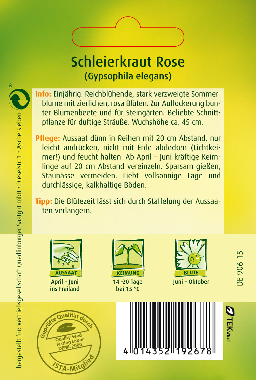 Schleierkraut Rose