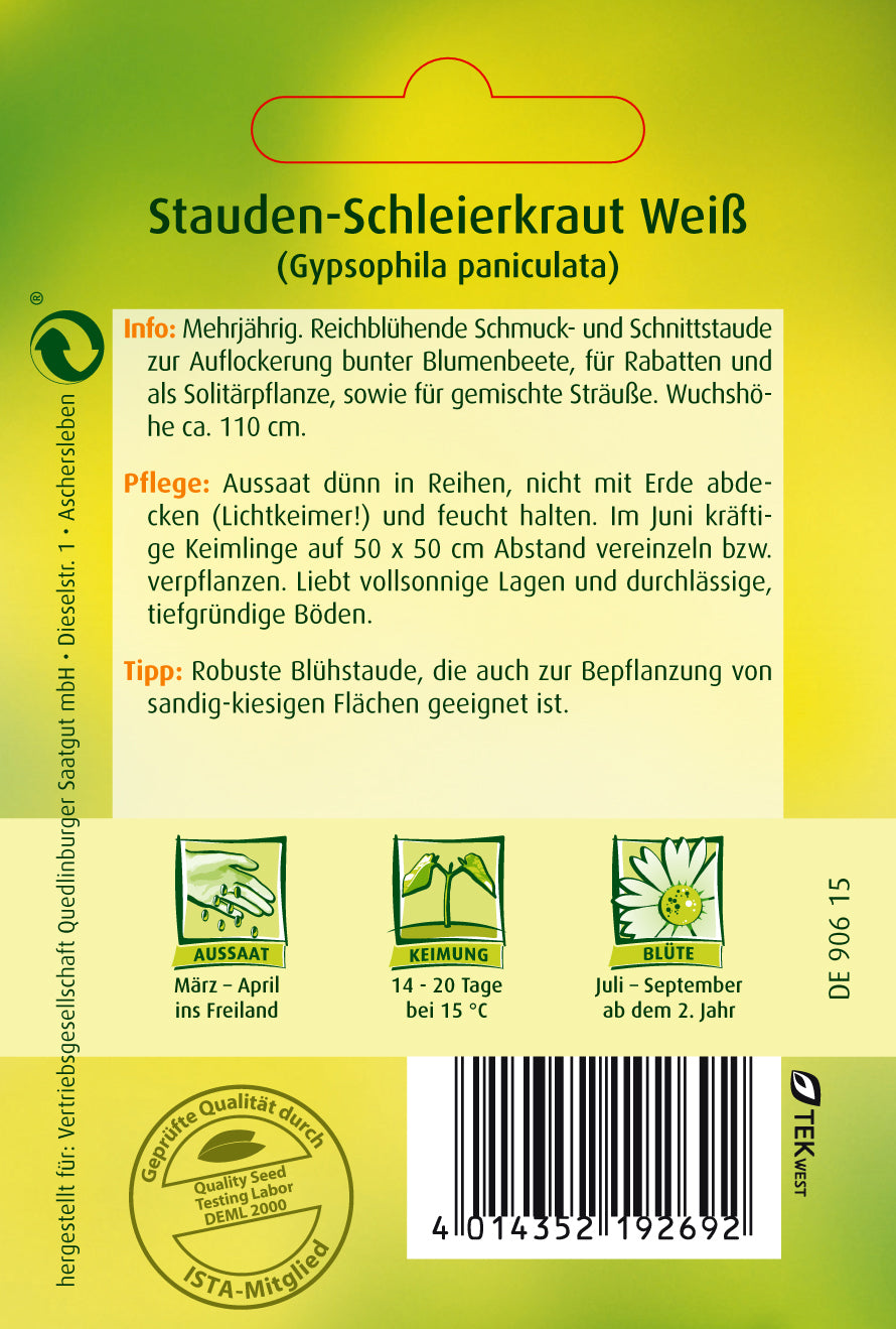 Stauden-Schleierkraut Weiß