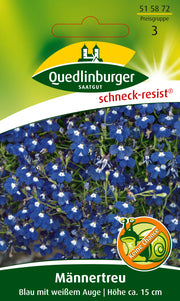 Männertreu Blau mit weißem Auge