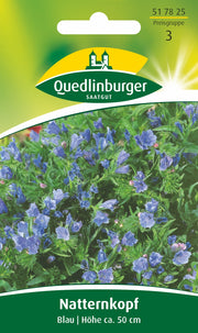 Natternkopf Blau