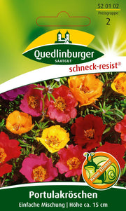 Portulakröschen Einfachblühend