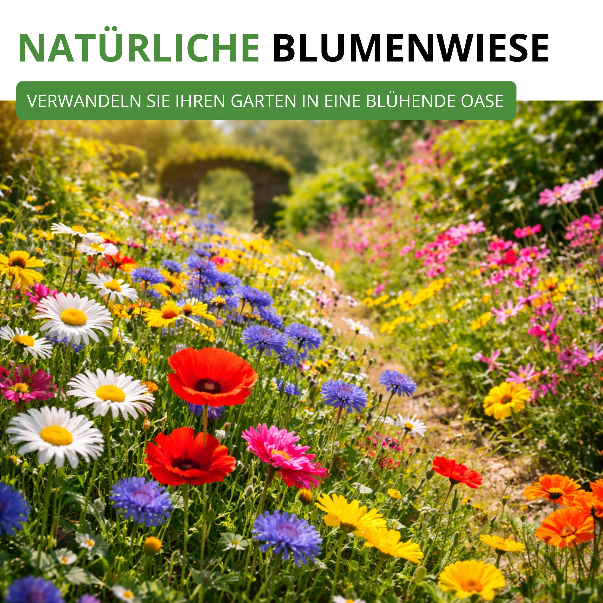 Blumensamen-Set mit 10 Sorten