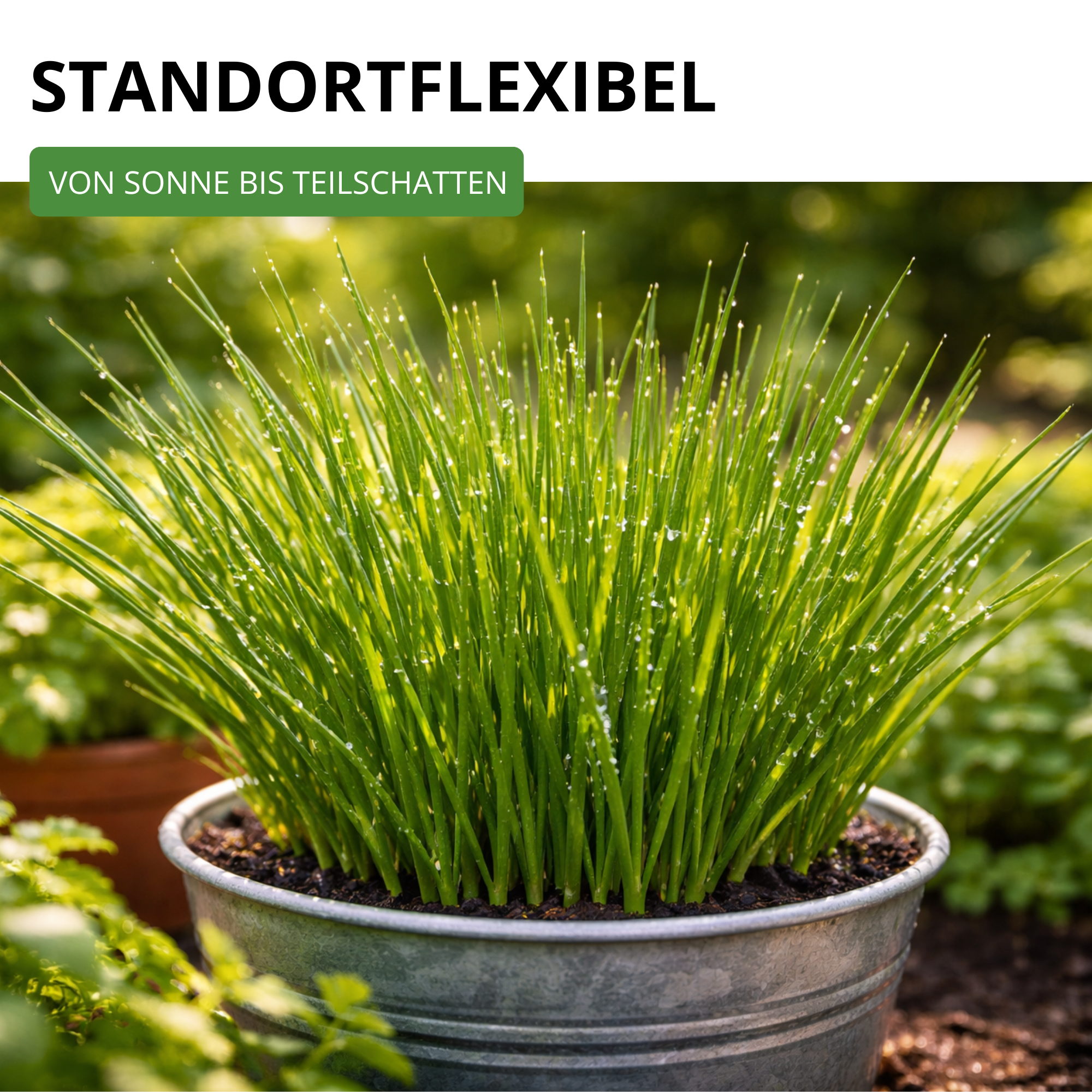 Schnittlauch Medium Leaf