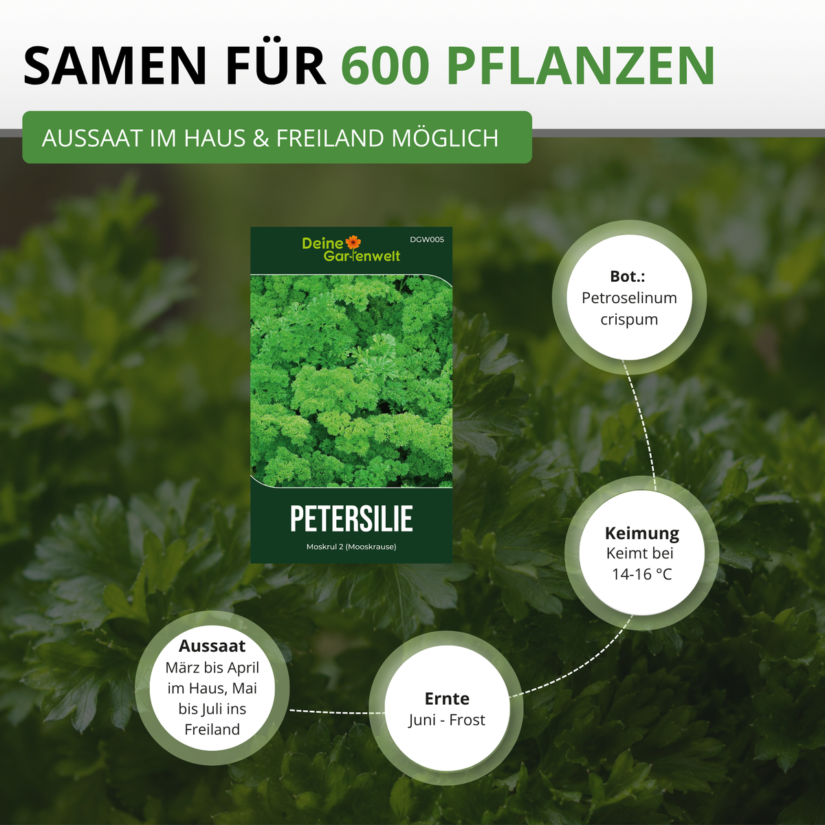 Petersilie Mooskrause 2 Saatgut