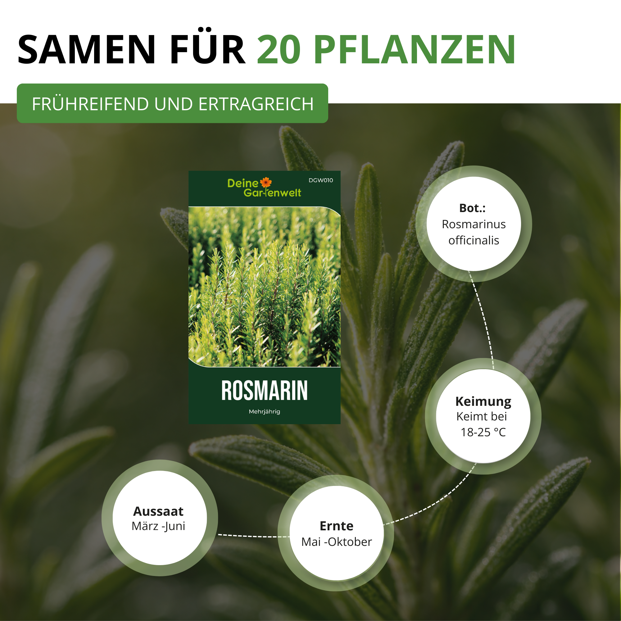 Rosmarin