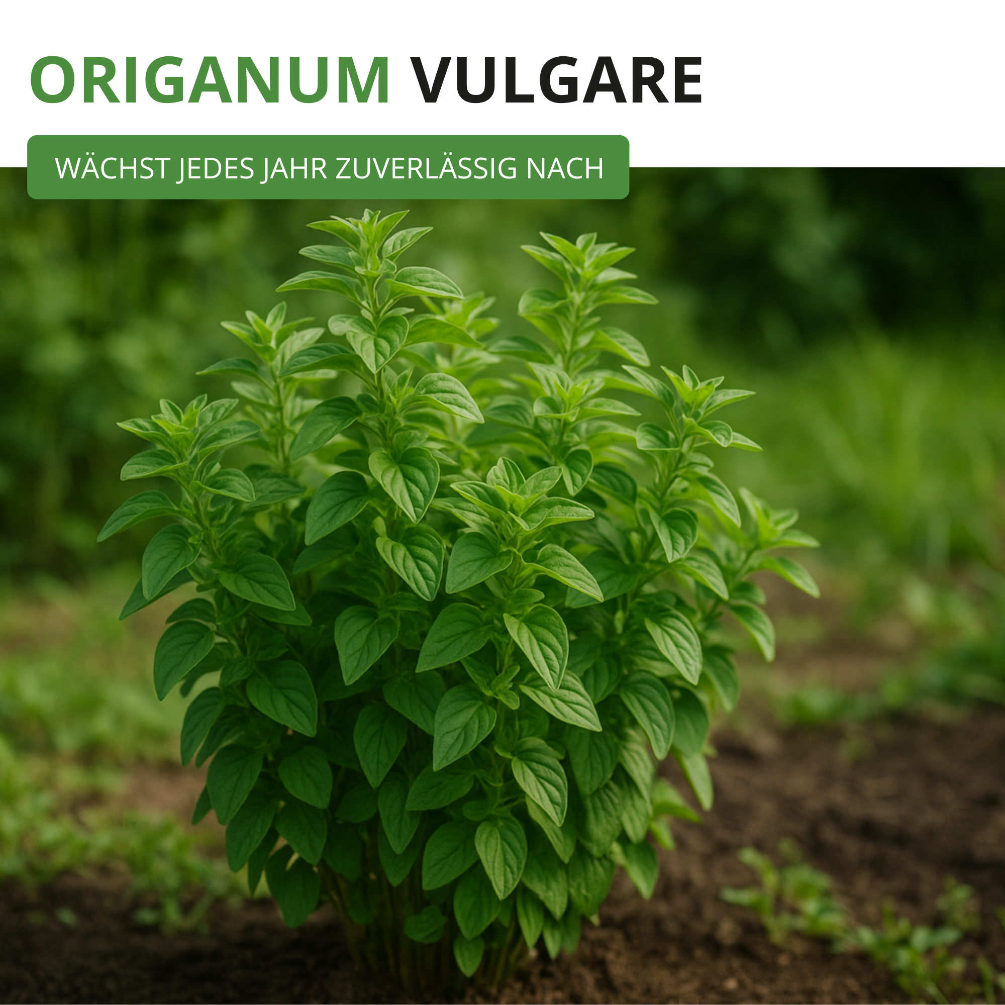 Oregano