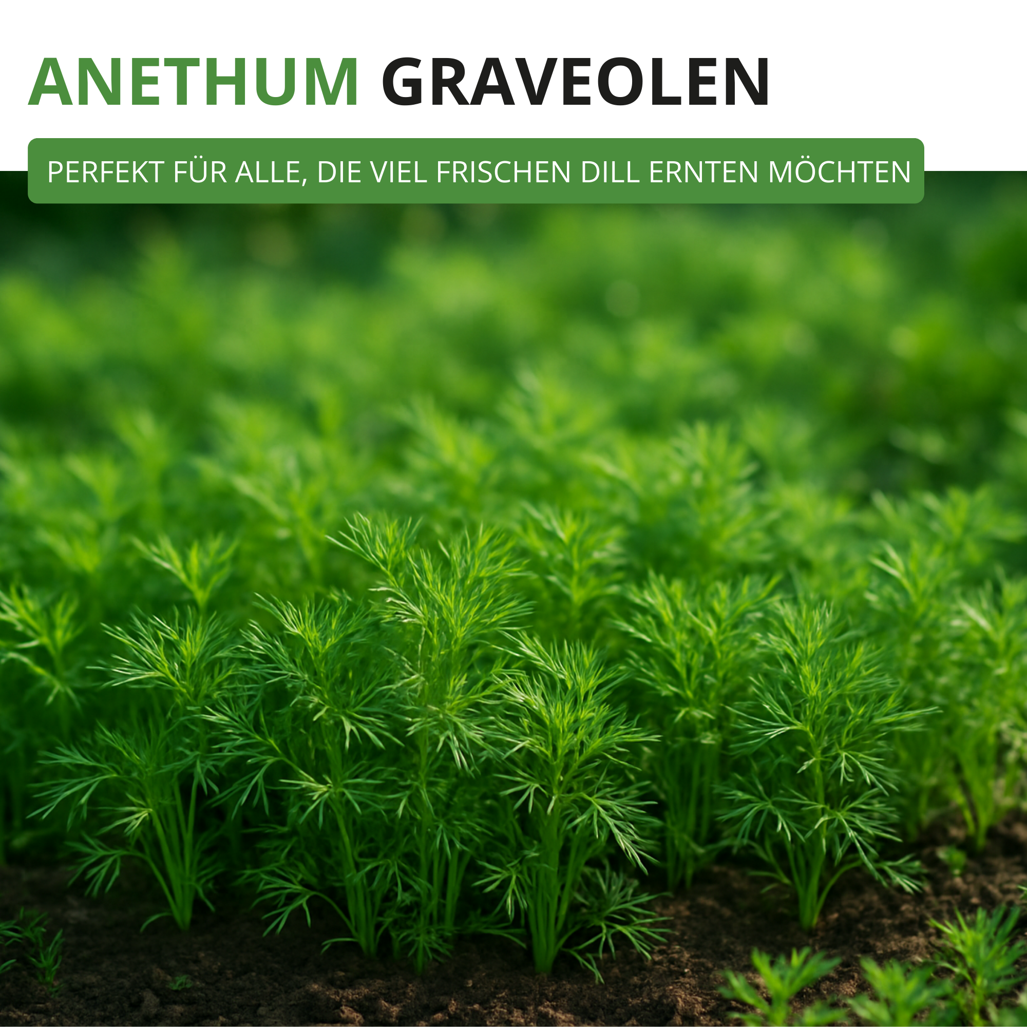 Dill Gewöhnlicher