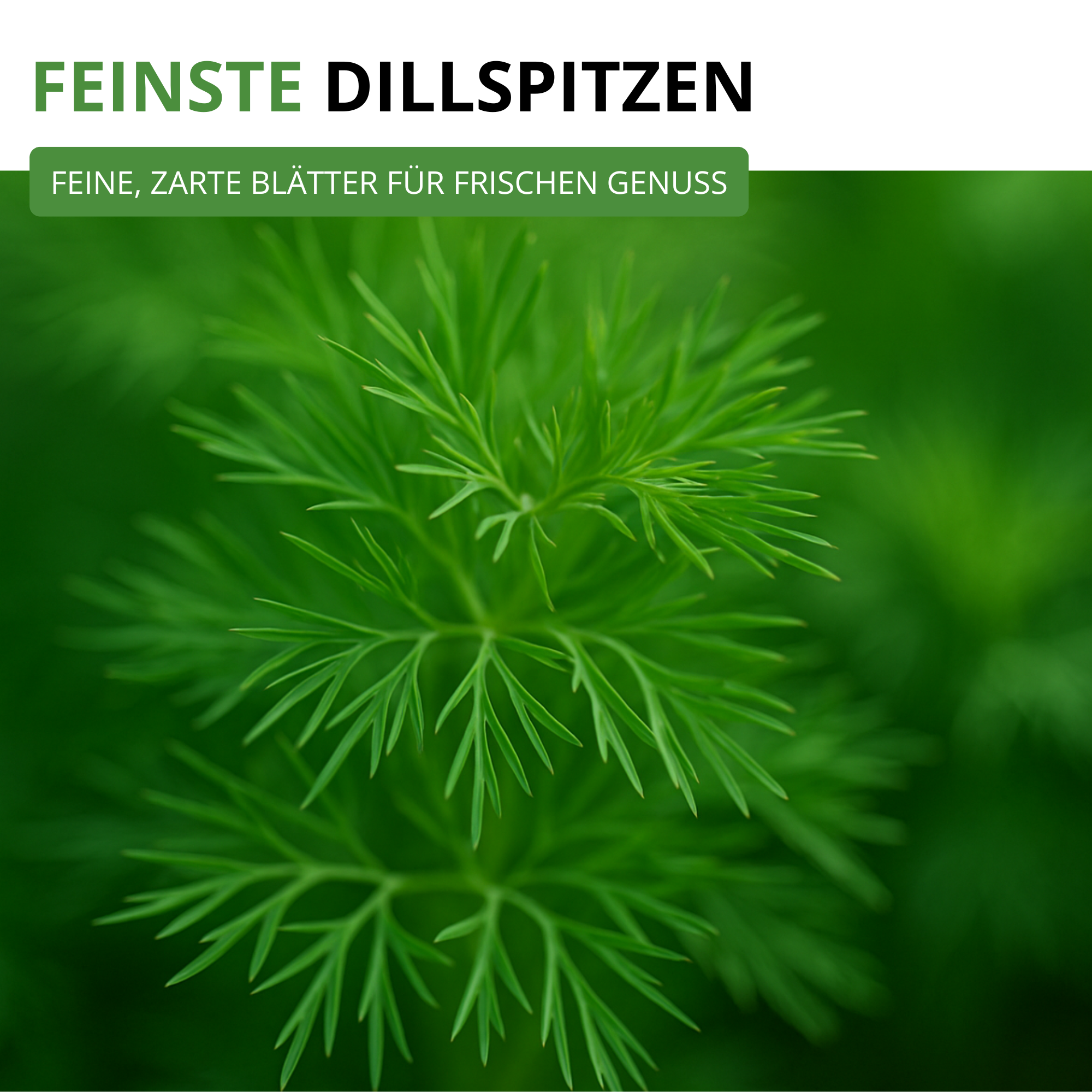 Dill Gewöhnlicher