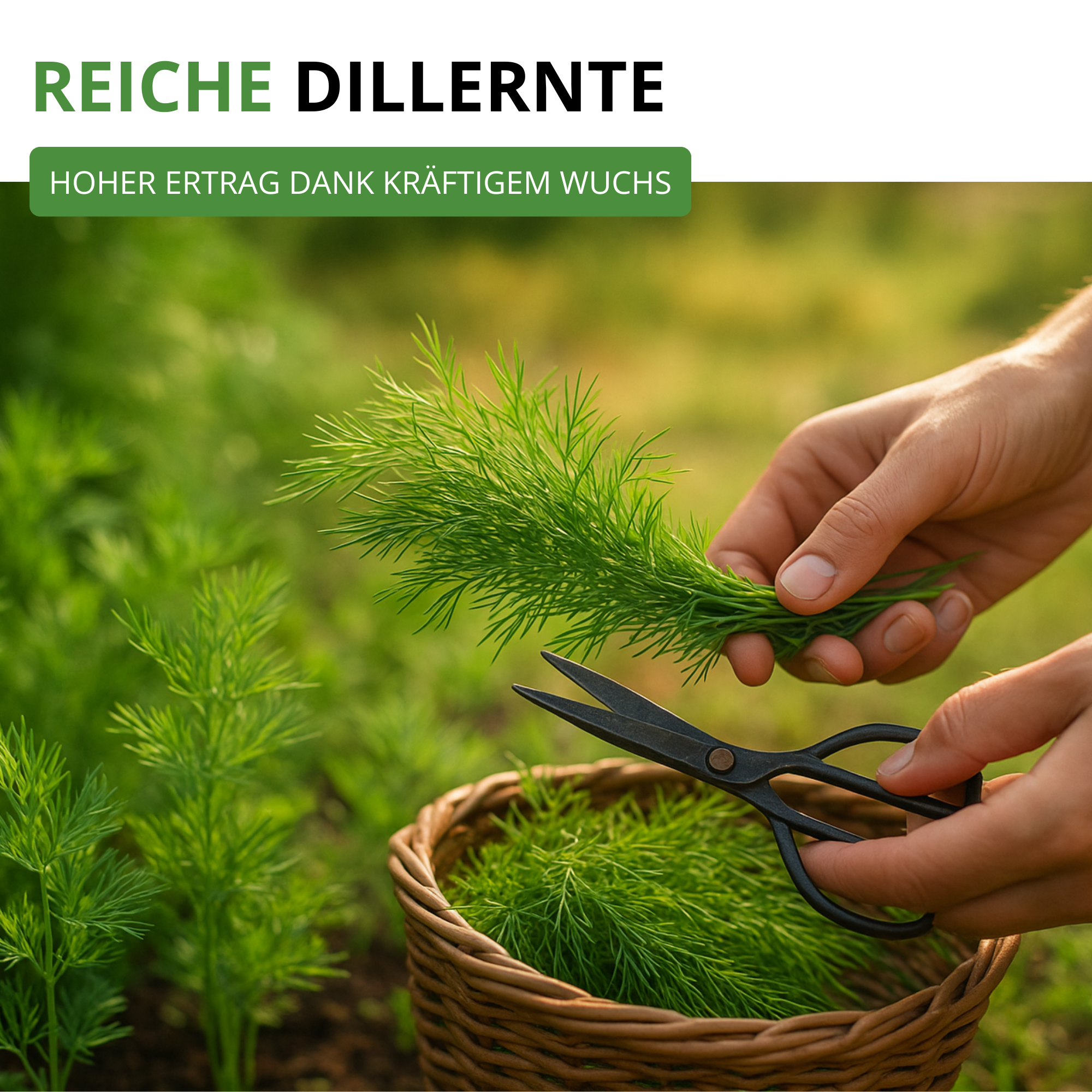 Dill Gewöhnlicher