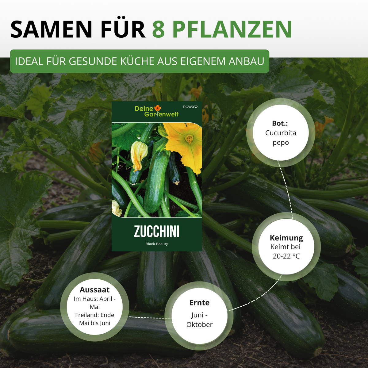 Zucchini Black Beauty Saatgut